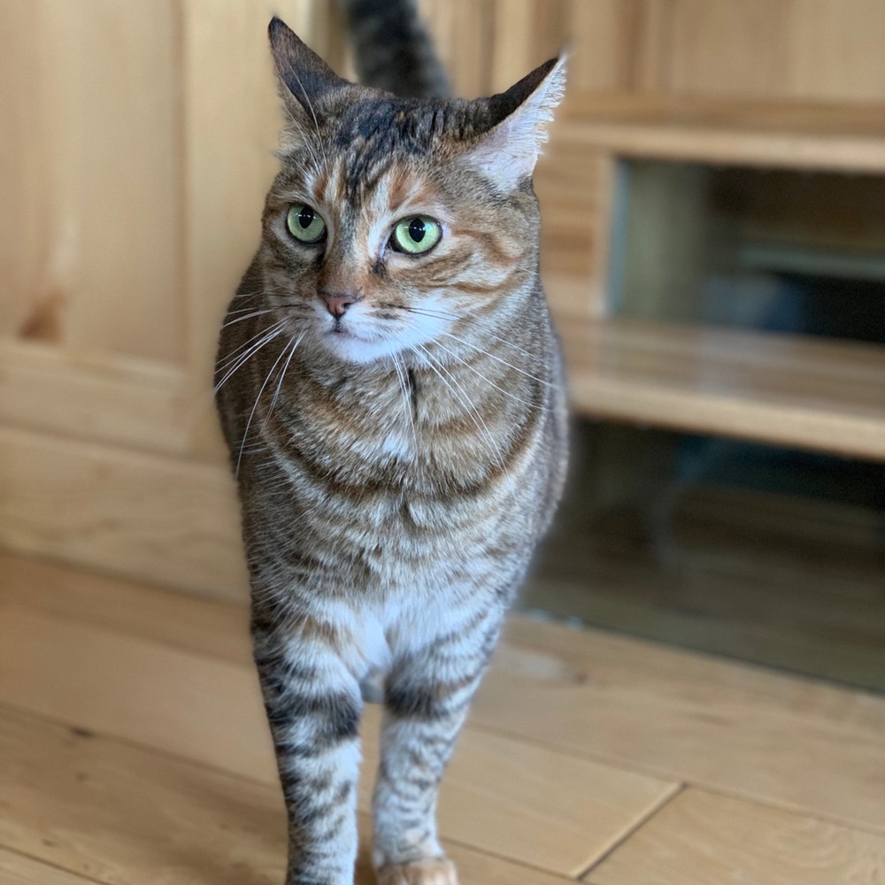 Meet your Posher, Lily